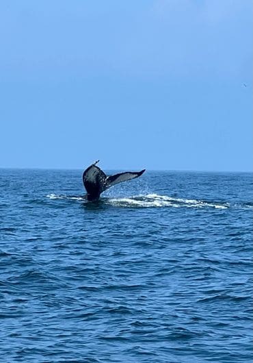 A whale is swimming in the ocean.