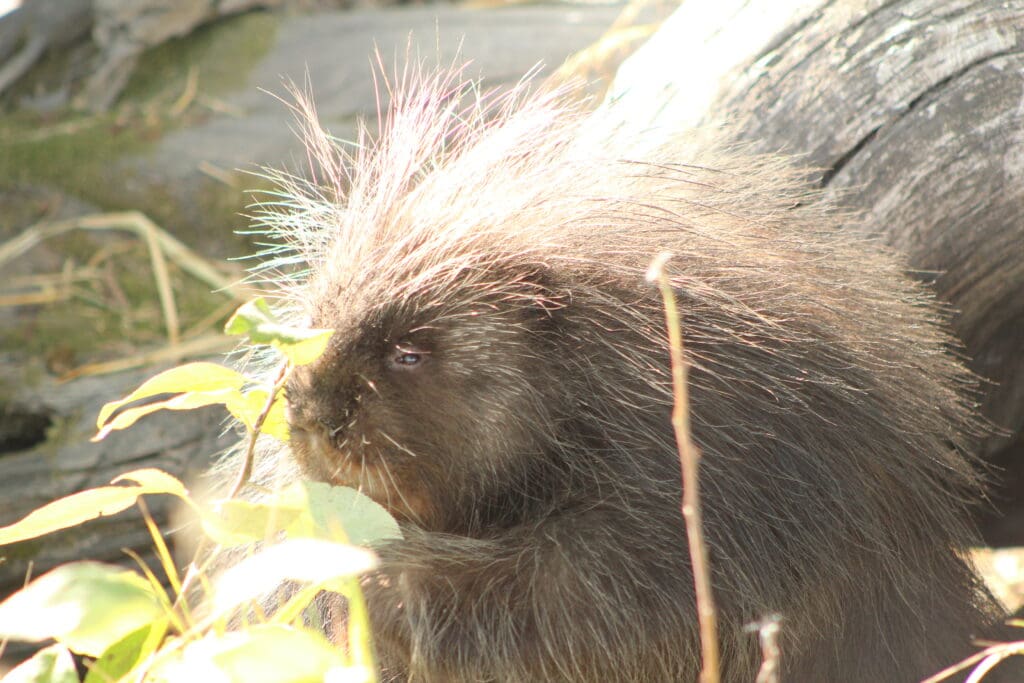 A porcupine is standing in the sun.